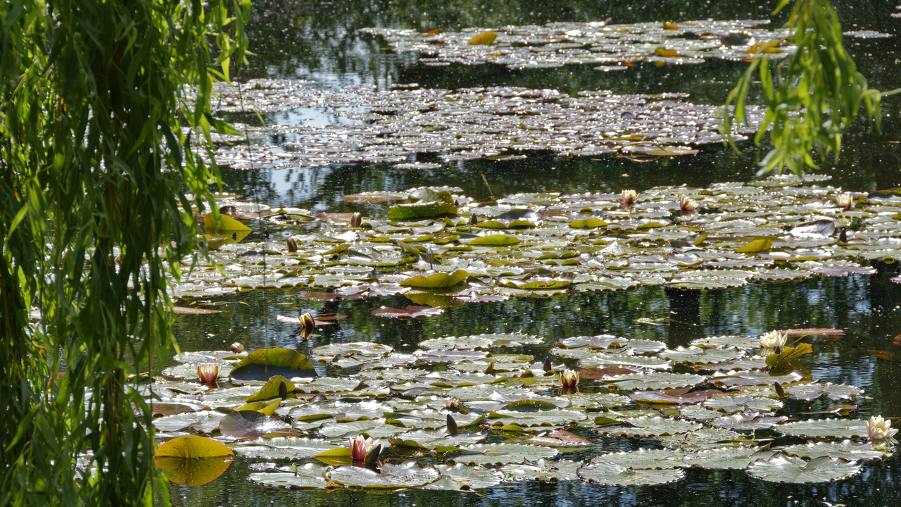20190529-111146•Giverny (Jardin de Monet)•Limetz-Villez•Ile-de-France•France